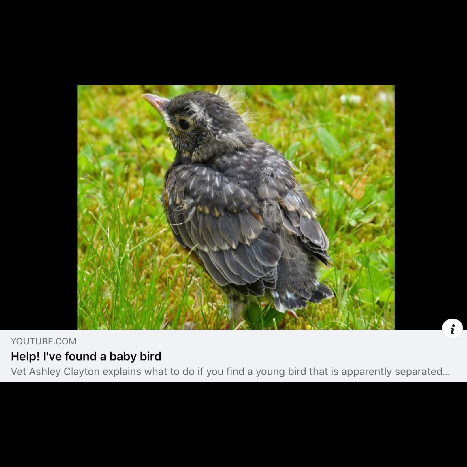 What do I do if I find a young bird left on its own? News Wild Life
